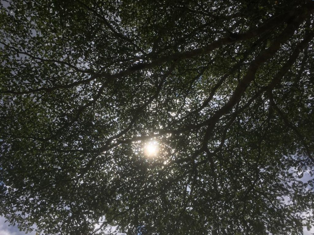 Sun through tree leafs